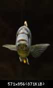 nimbochromis