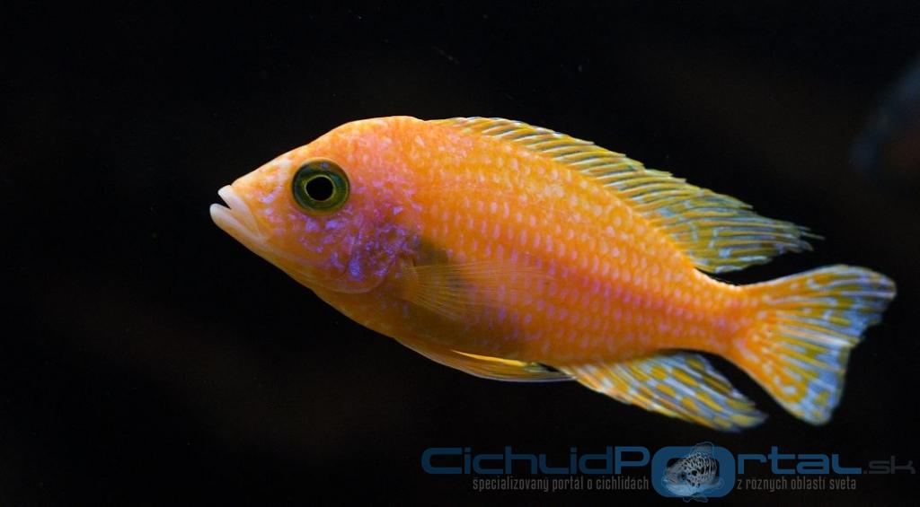 A. fire fish