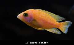 A. fire fish