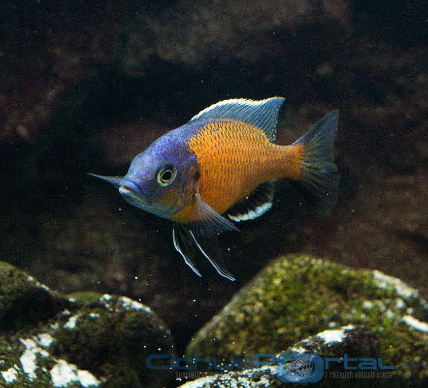 copadichromis borleyi