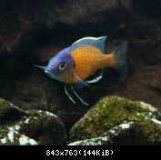 copadichromis borleyi