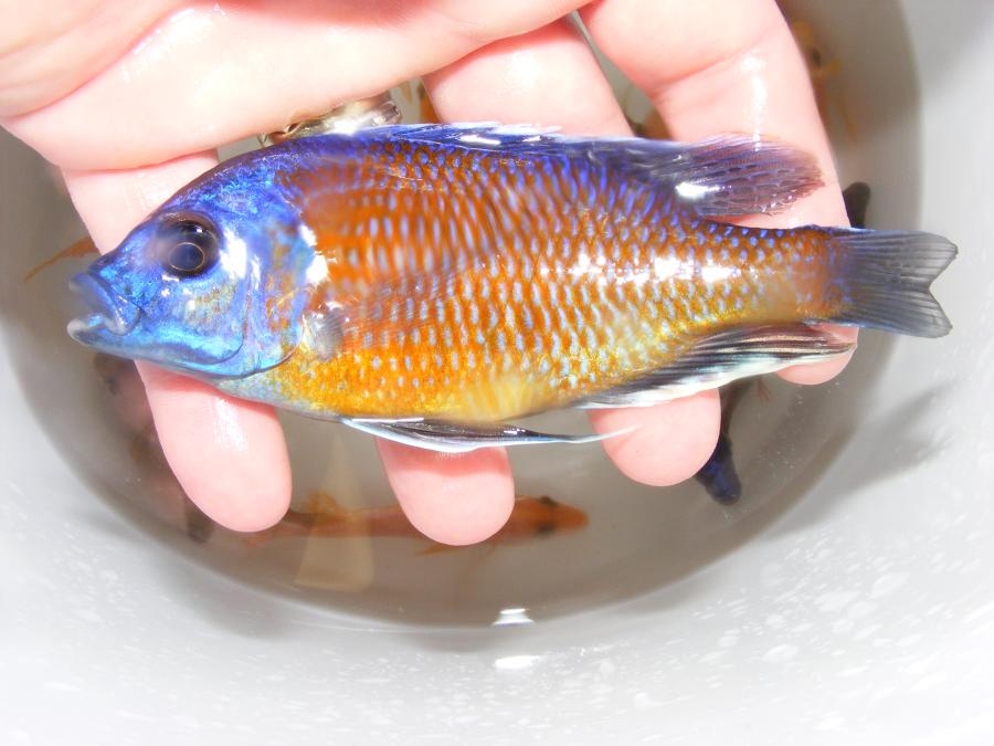 Copadiochromis Borleyi Nice Red