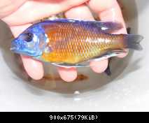 Copadiochromis Borleyi Nice Red