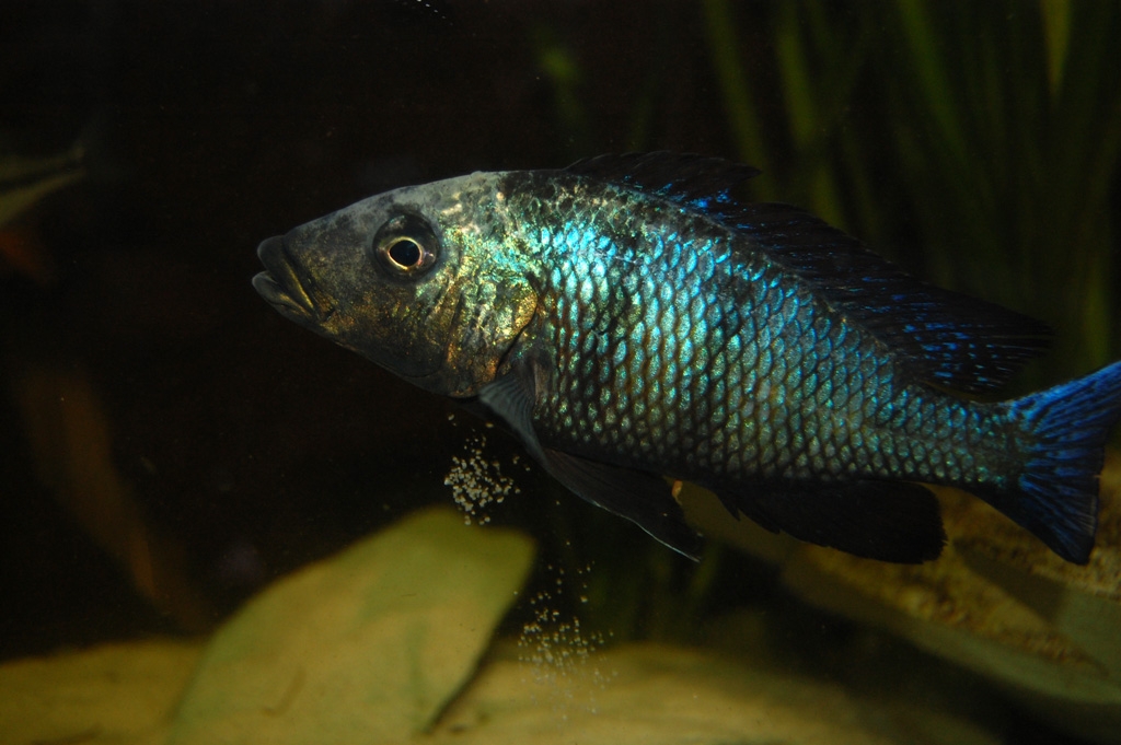 Fossorochromis rostratus