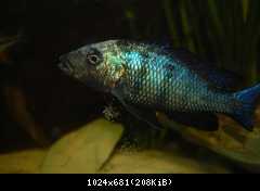 Fossorochromis rostratus