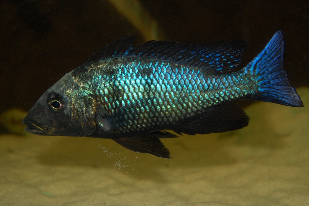 Fossorochromis rostratus