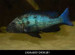 Fossorochromis rostratus
