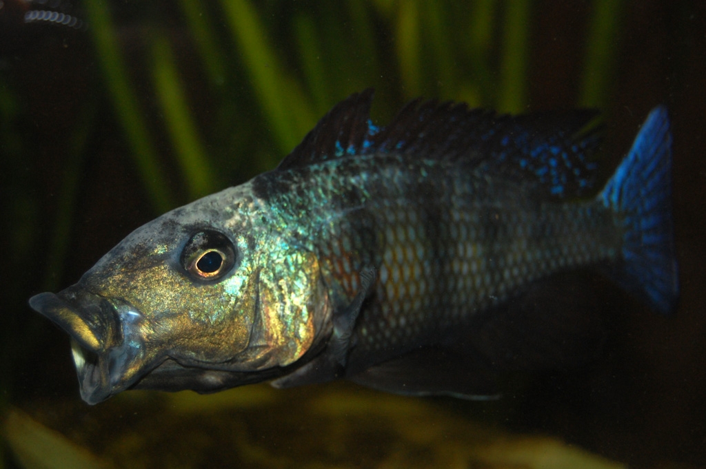 Fossorochromis rostratus