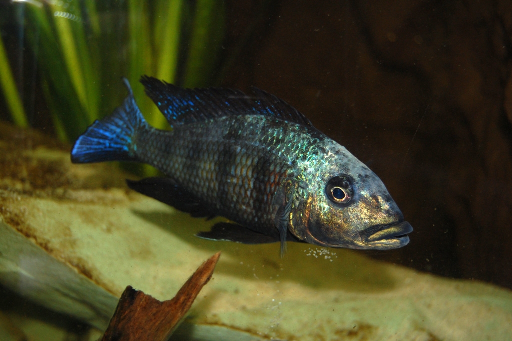 Fossorochromis rostratus