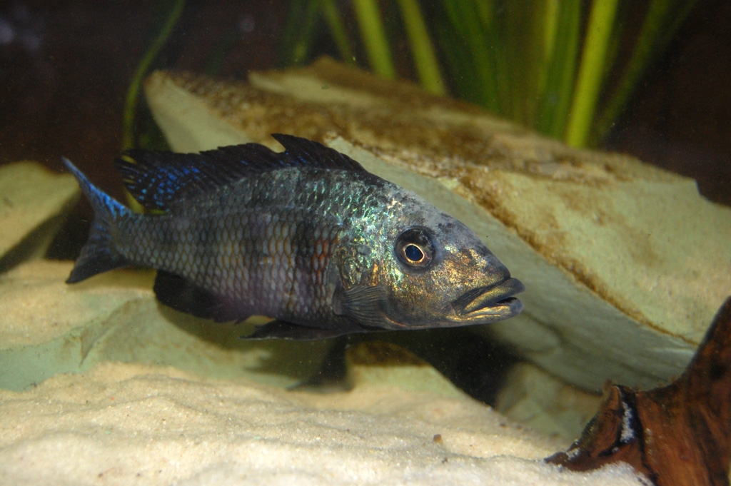 Fossorochromis rostratus