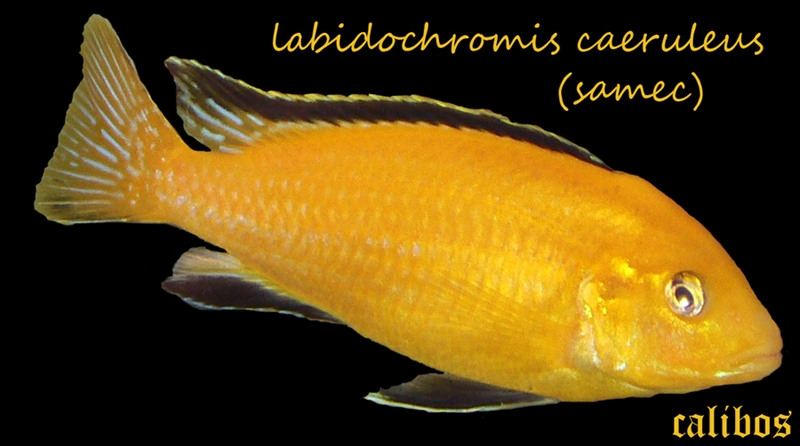 Labidochromis caeruleus