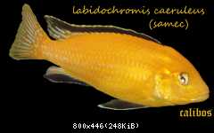 Labidochromis caeruleus