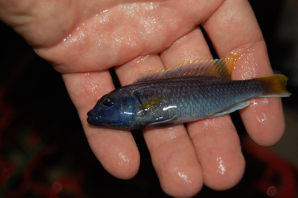 Pseudotropheus sp. Acei "Msuli"