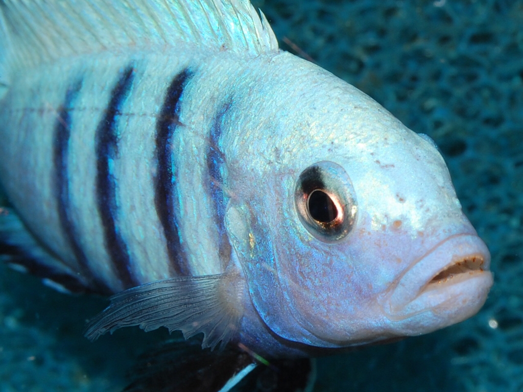 Cynotilapia pulpican