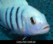Cynotilapia pulpican