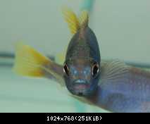 Pseudotropheus sp. Acei "Msuli"