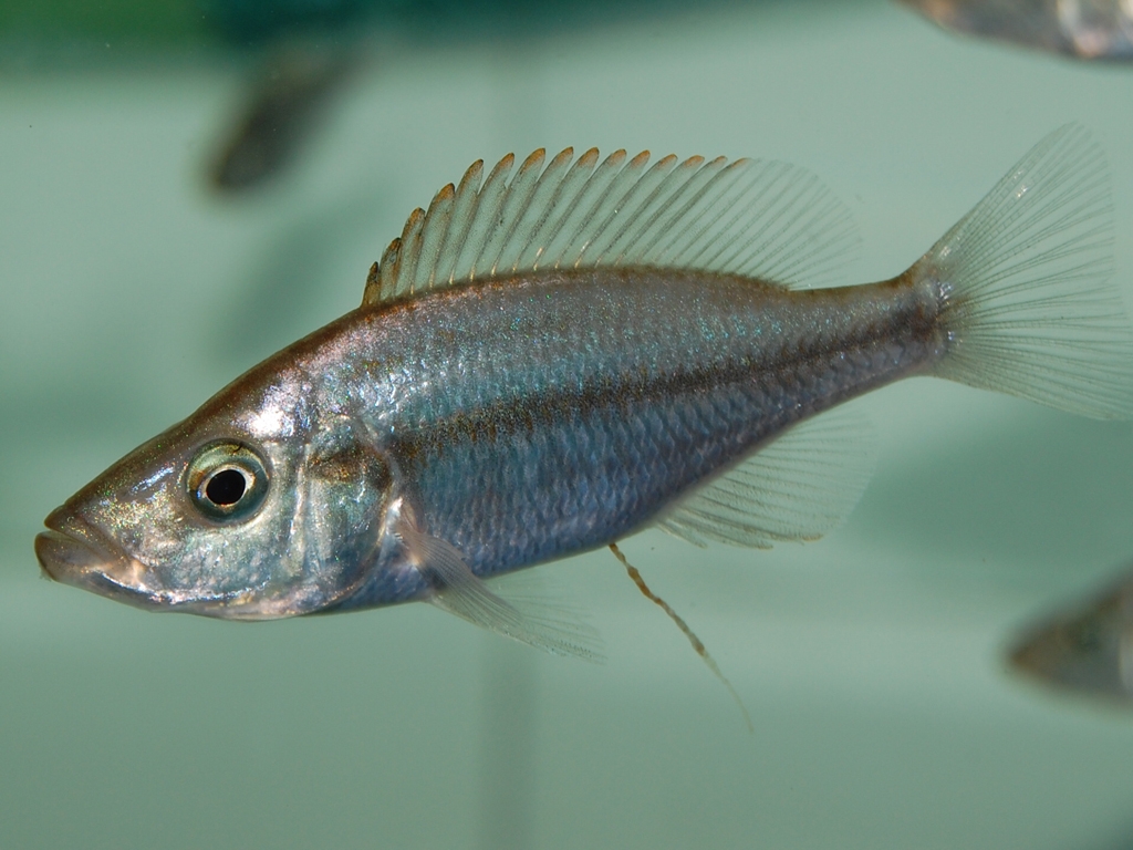 Dimidiochromis compressiceps