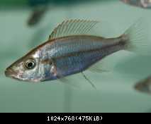 Dimidiochromis compressiceps