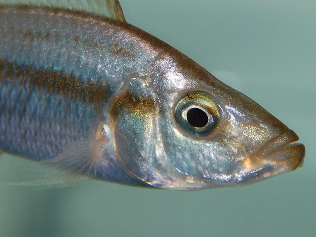 Dimidiochromis compressiceps