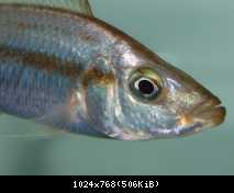 Dimidiochromis compressiceps