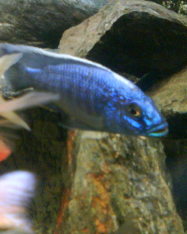 Sciaenochromis fryeri