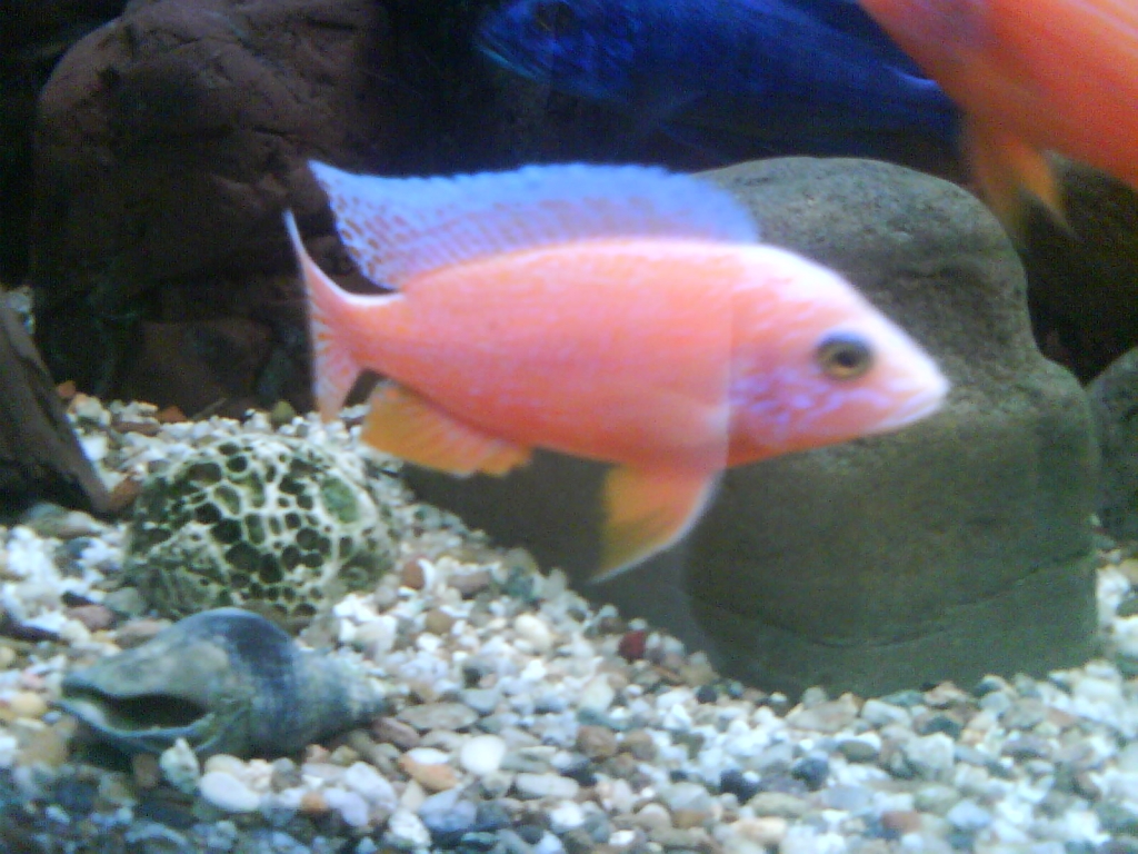 Fire fish