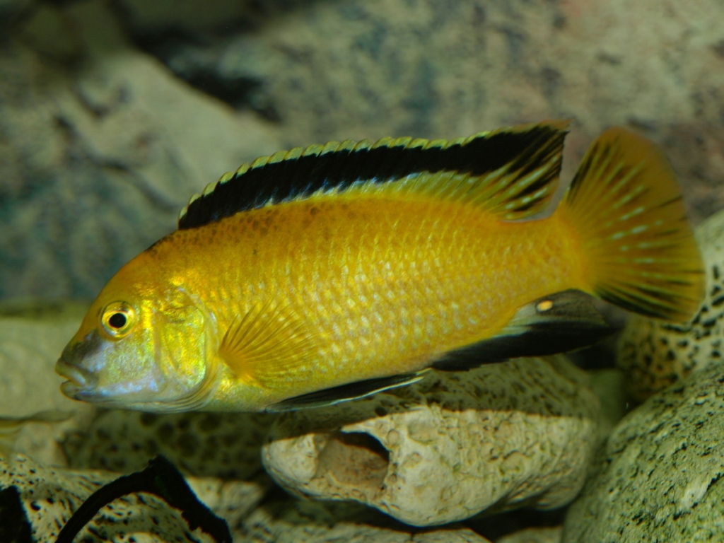 Labidochromis C. Yellow - male, Capo di Tutti Capi