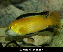 Labidochromis C. Yellow - male, Capo di Tutti Capi