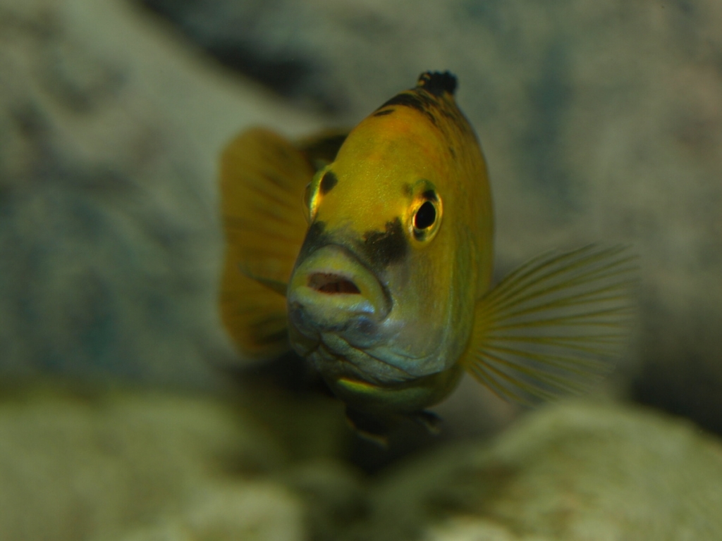 Labidochromis C. Yellow - male, Capo di Tutti Capi