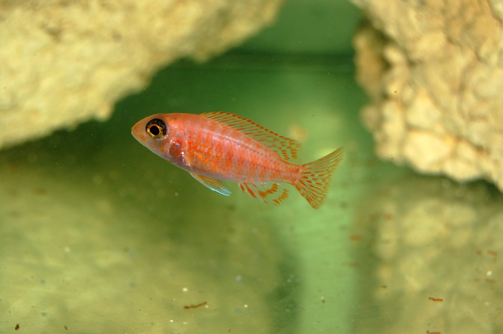 Aulonocara Fire Fish