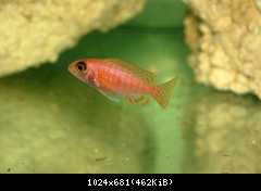 Aulonocara Fire Fish