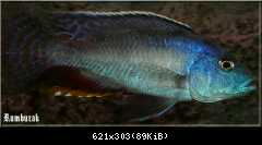 Nimbochromis Polystigma