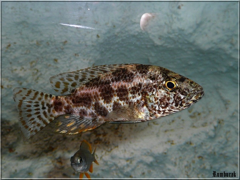 Nimbochromis Polystigma