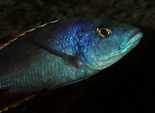 Nimbochromis Polystigma