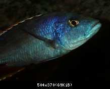 Nimbochromis Polystigma