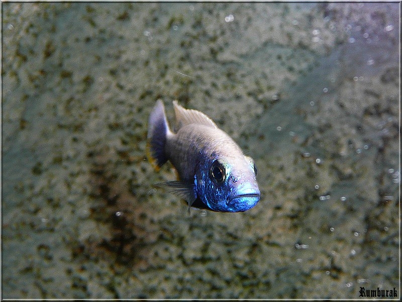 Sciaenochromis Fryeri Iceberg