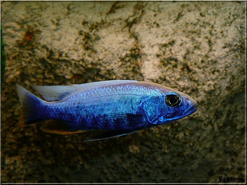 Sciaenochromis Fryeri Iceberg