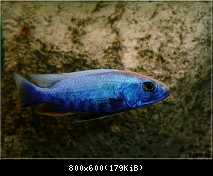 Sciaenochromis Fryeri Iceberg