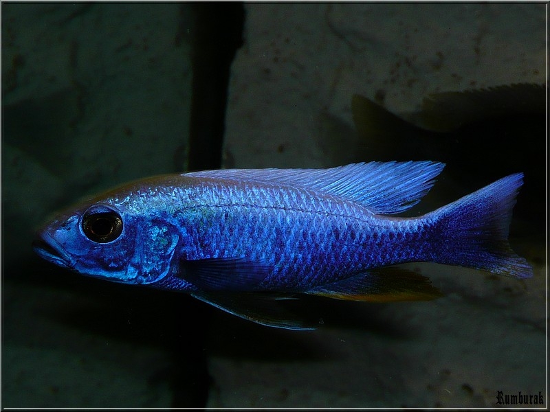 Sciaenochromis Fryeri Iceberg