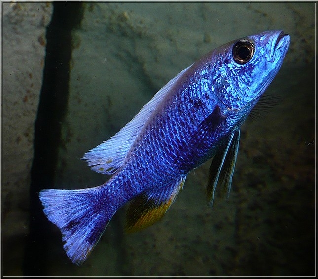 Sciaenochromis Fryeri Iceberg