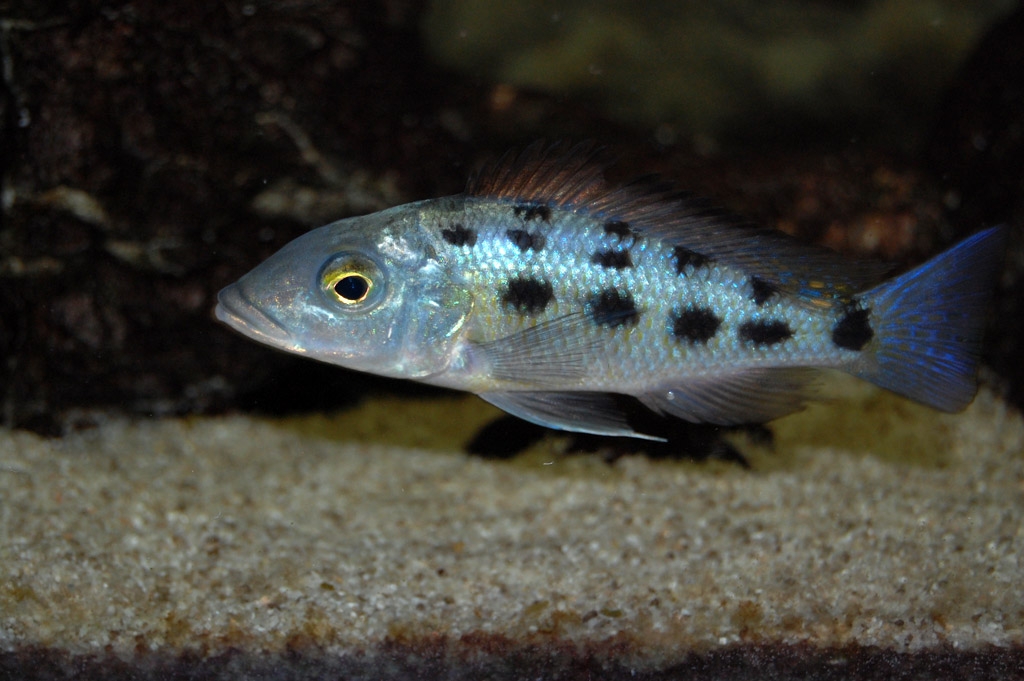 Fossorochromis rostratus