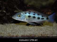 Fossorochromis rostratus