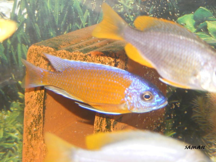 Copadichromis borleyi Nice Red