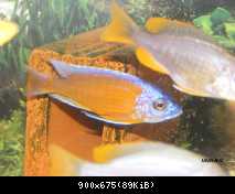 Copadichromis borleyi Nice Red