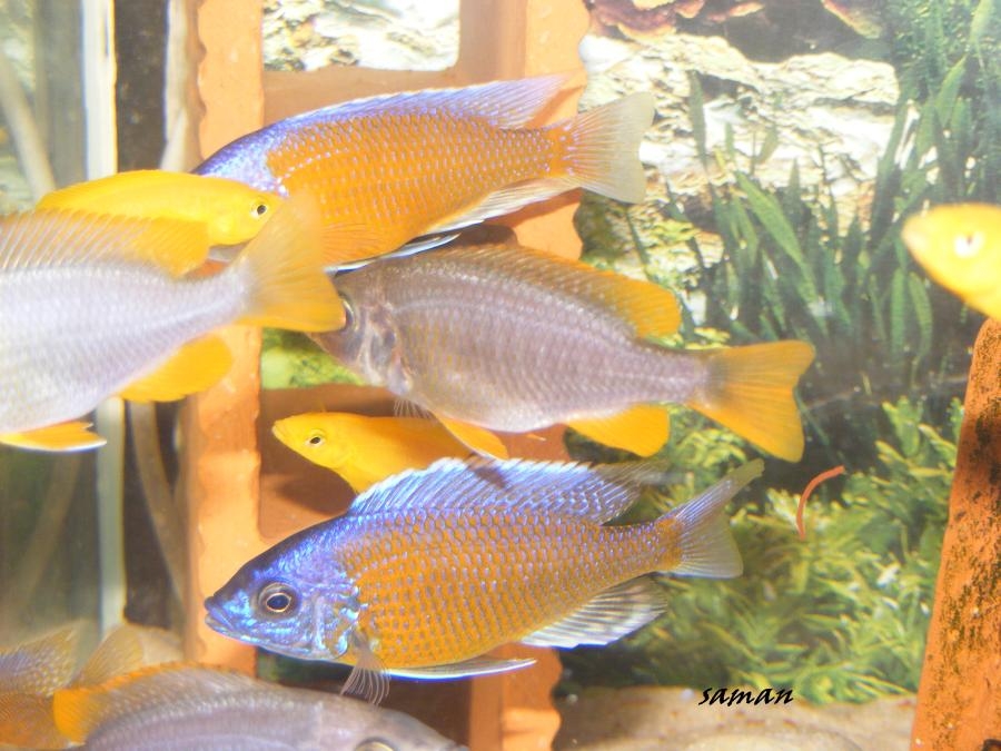 Copadichromis borleyi Nice Red