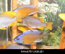 Copadichromis borleyi Nice Red