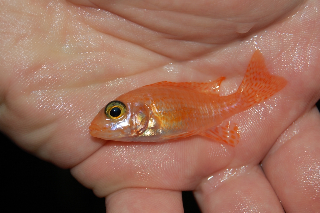 Aulonocara Fire Fish