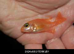Aulonocara Fire Fish