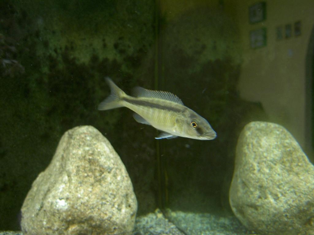 Champsochromis caeruelus