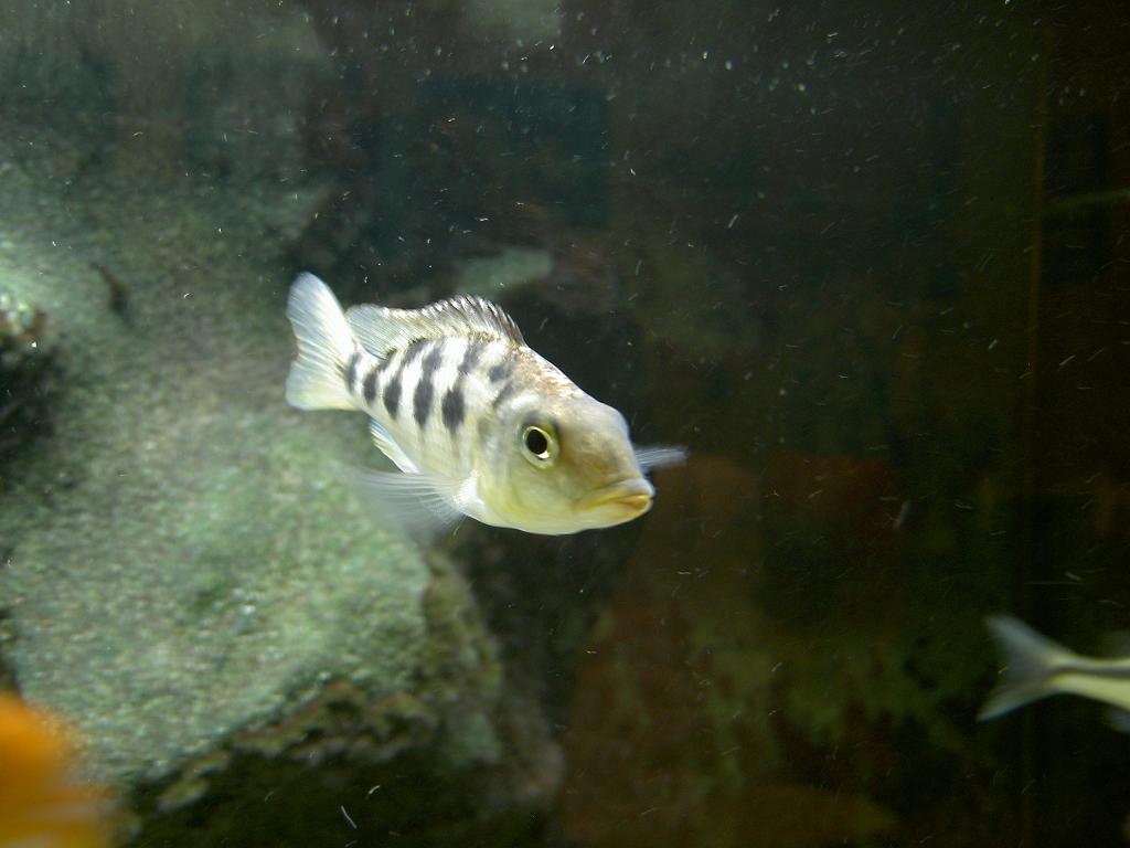 Fossorochromis rostratus